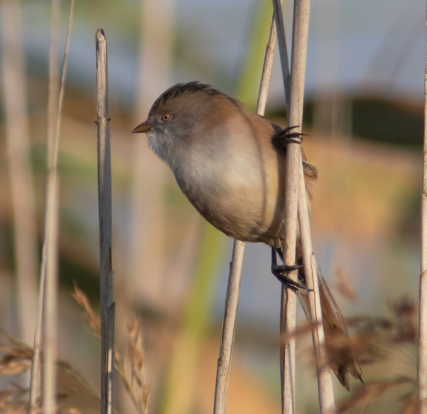 Miniature